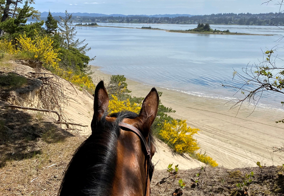 HORSE RIDING- NORTH SPIT